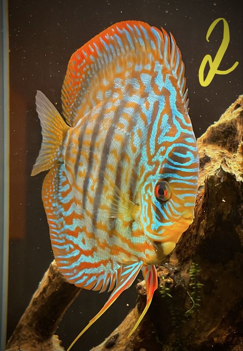 Discus M, L e XL