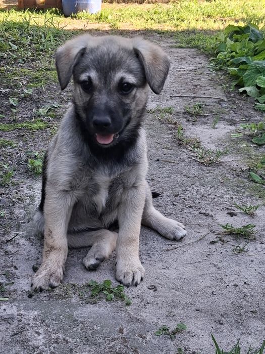 Лілу  шукає люблячу родину цуцик цуценя собака песик
