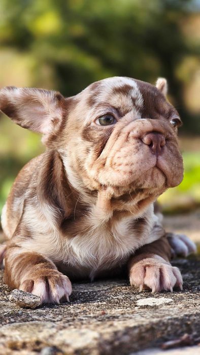 Bulldog francês Fêmea COR ROJO MERLE BIG ROPE