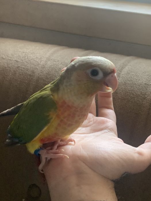 Pyrrhuras criadas à mão