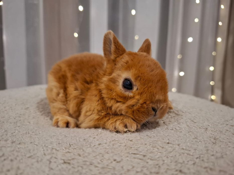 Króliczek  królik karzełek rex kuna niebieska  miniaturka mini lop