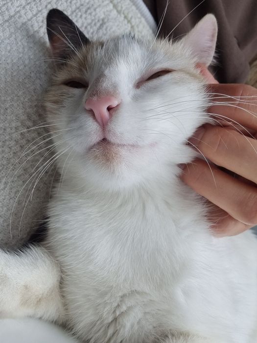 Morelka do adopcji