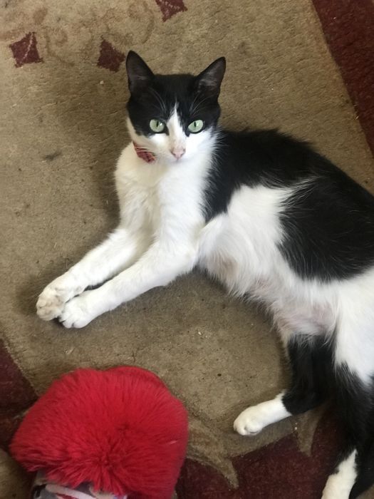 Віддамо стерилізовану кішечку в дбайливі руки