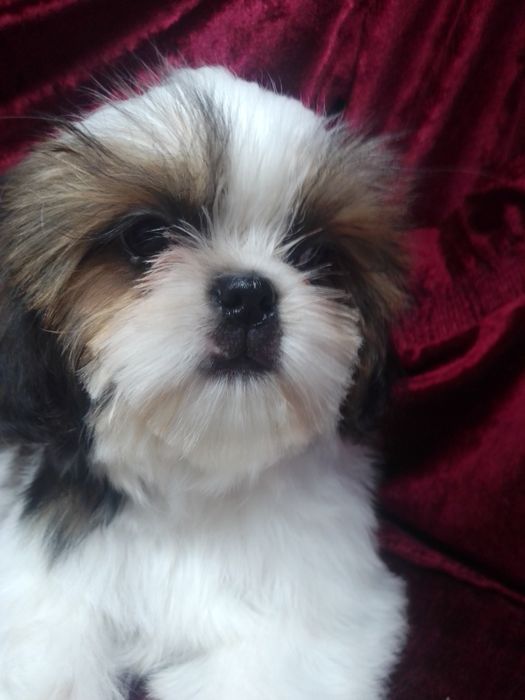 Яскравий хлопчик Ши-тцу