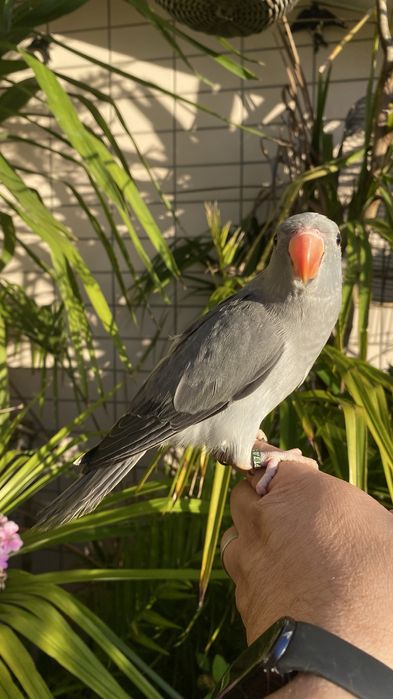 Ring neck domesticado -oportunidade