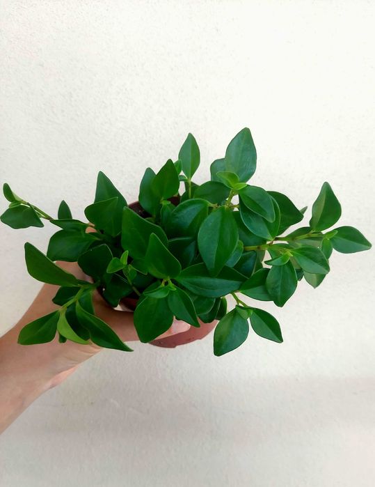 Planta Peperomia