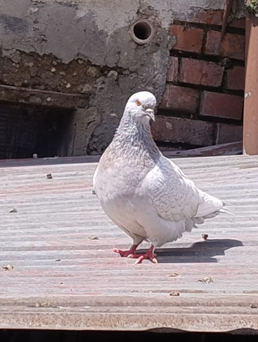 Rysie srebrne  gołębie