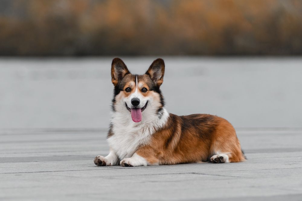 Вязка мальчик корги , окрас соболь