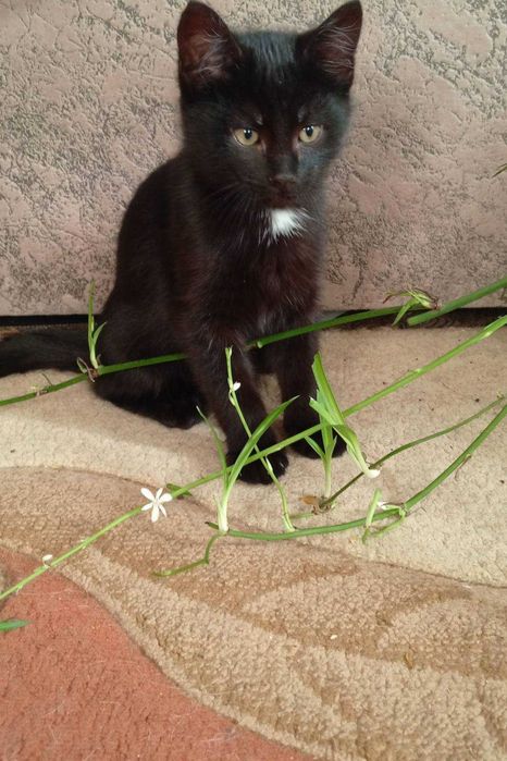 Котята в хорошие руки