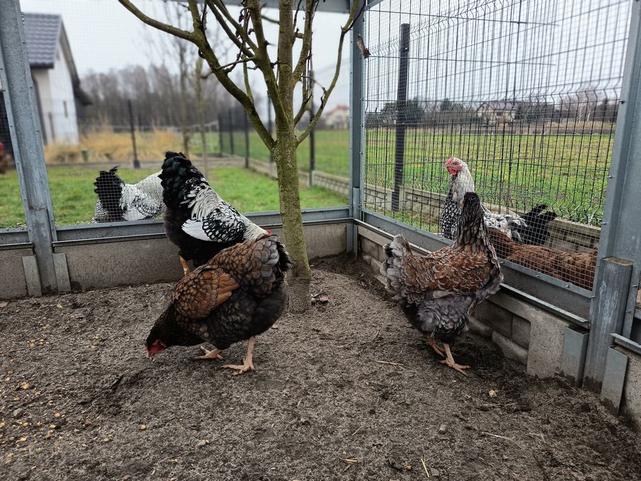 Kura +Kogut Wyandotte, olbrzymie, młode z 2025r