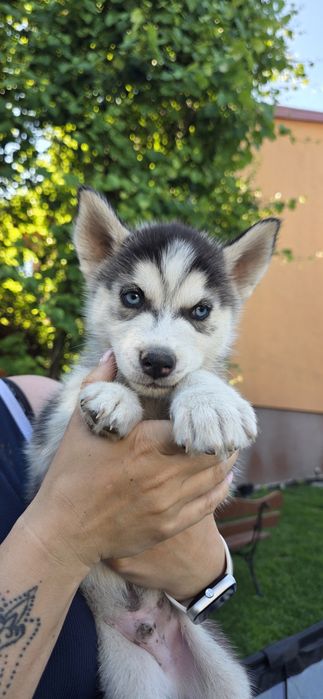 Husky piękne z rodowodem