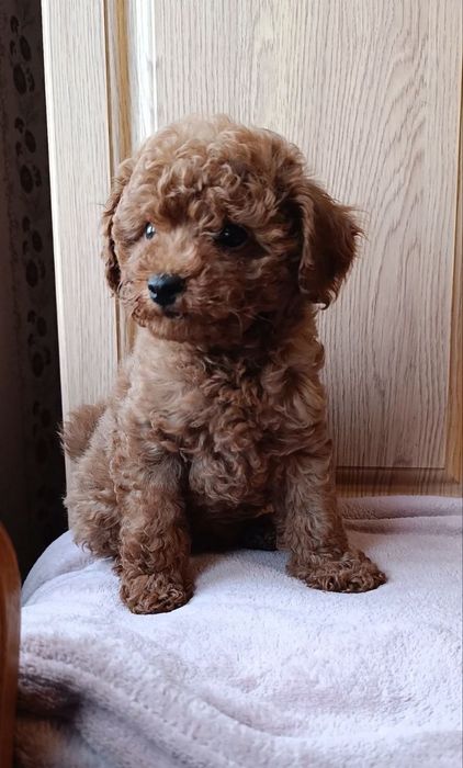 Мини мальтипу F 2, Ред Браун