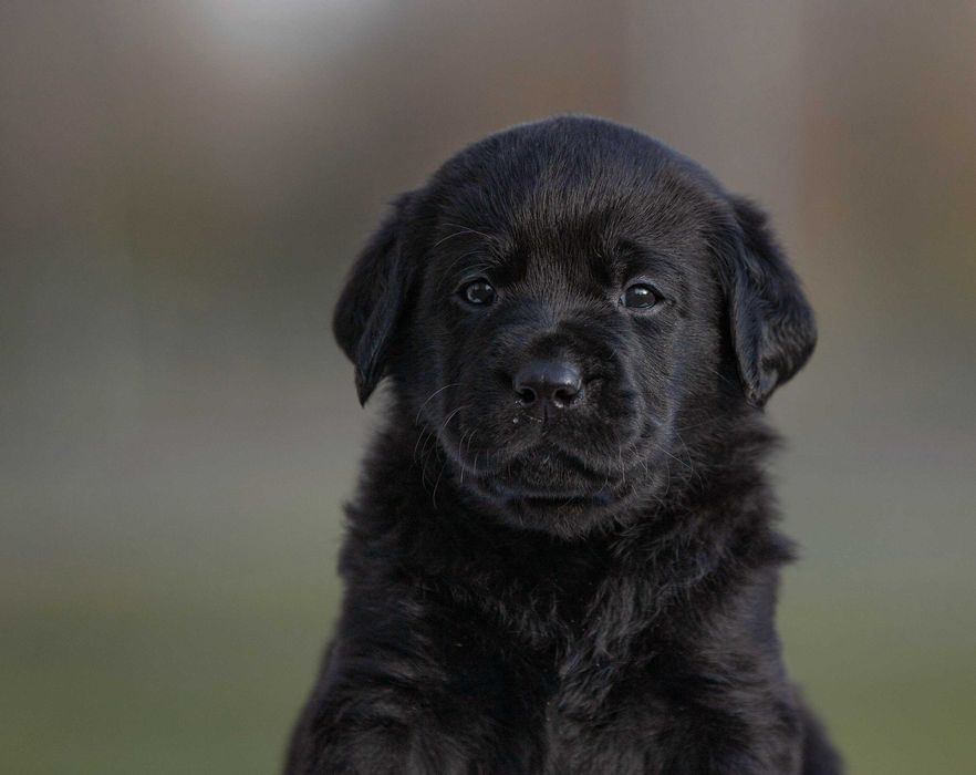 Чорні хлопці лабрадори