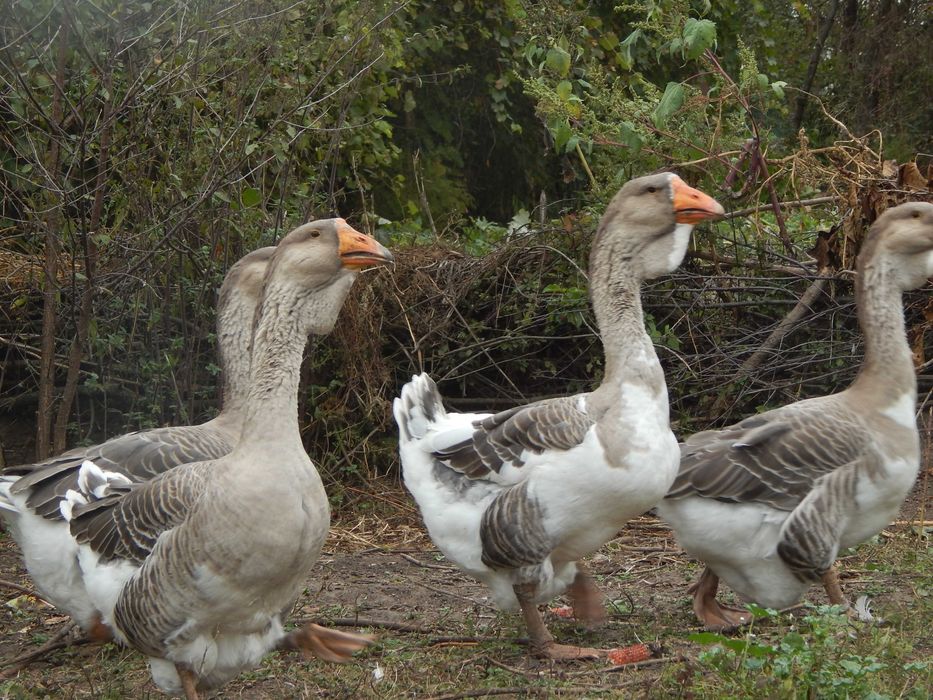 Гуси холмогори. Холмогорські гуси