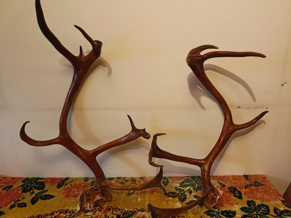 Продам рога оленя