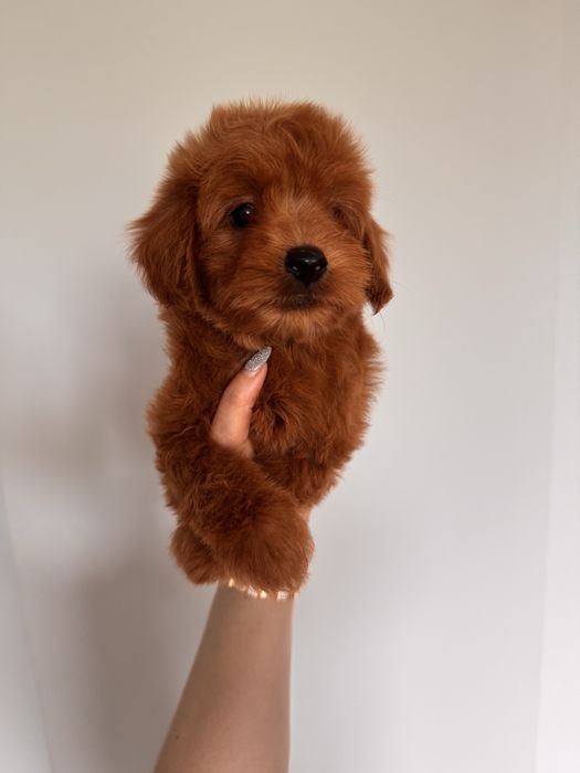 Розкішний червоний мальтіпу