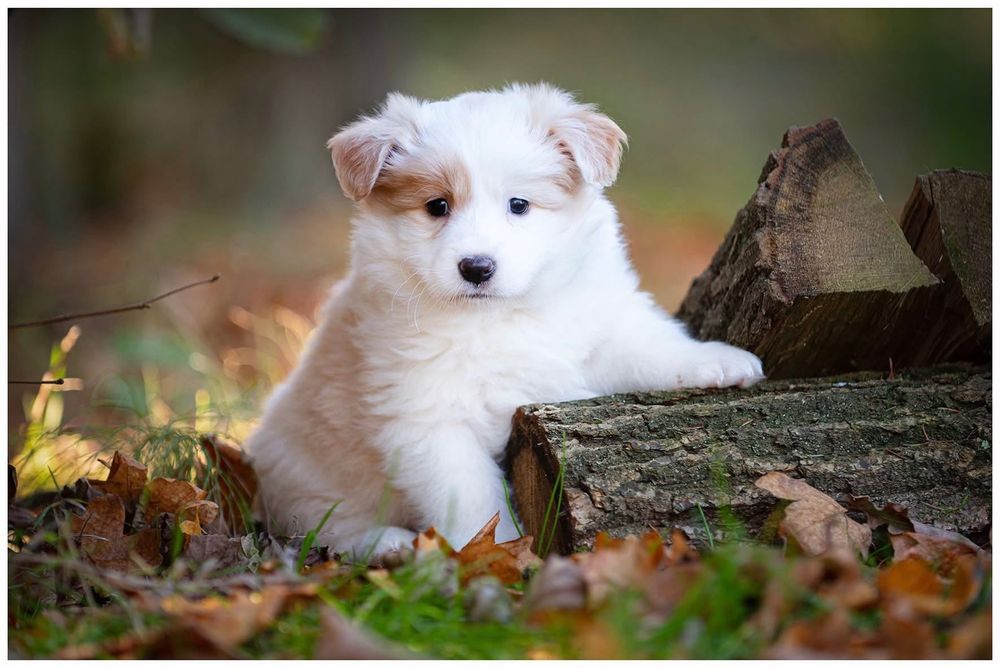 Border Collie ZKwP FCI ee red