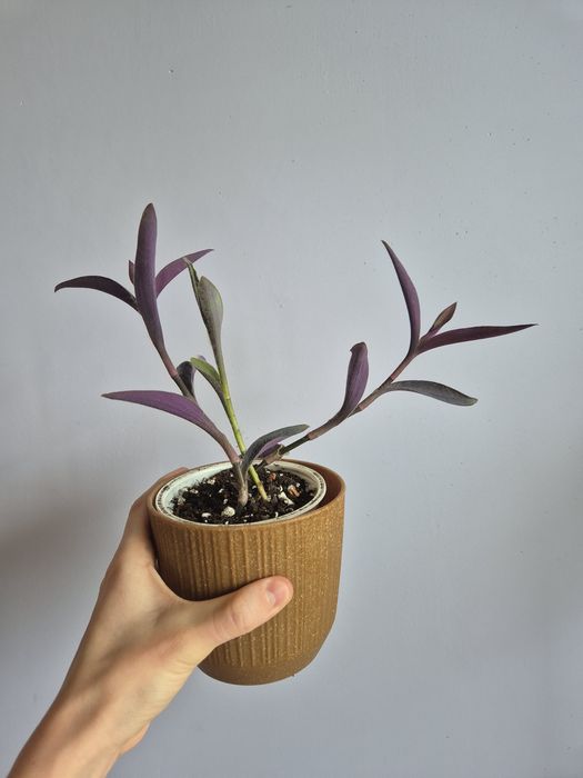 Trzykrotka purpurowa