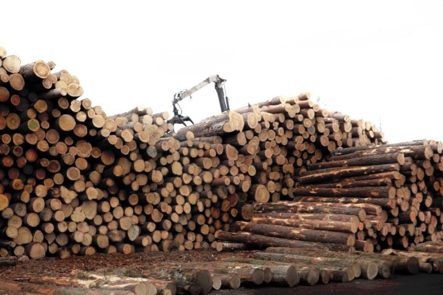 Дрова дуб вільха сосна береза