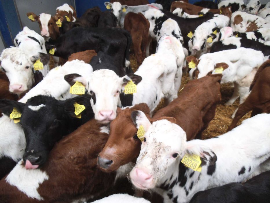 Cielęta z odpajalni, byczki, jałówki 60-200kg, raty