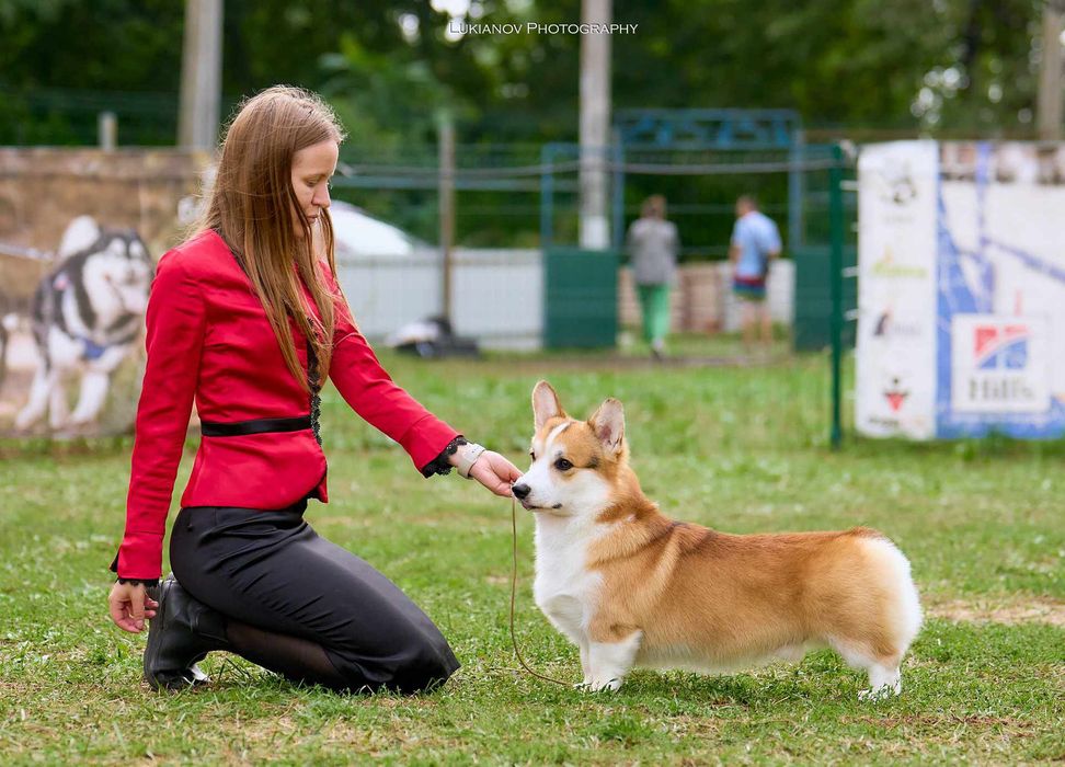 Цуценята вельш корги пемброк