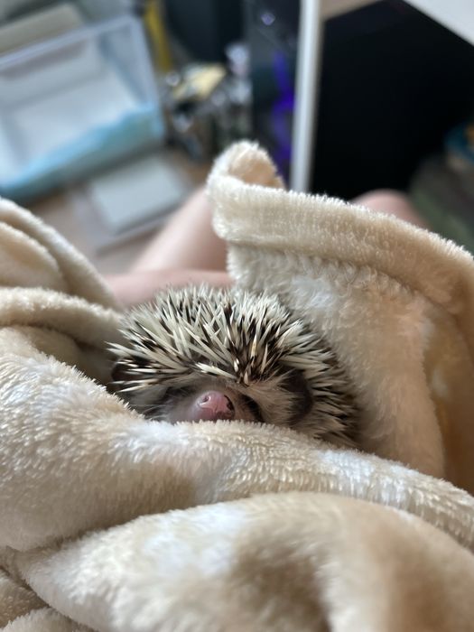 Jeż pigmejski - sprzedam do dobrego domu