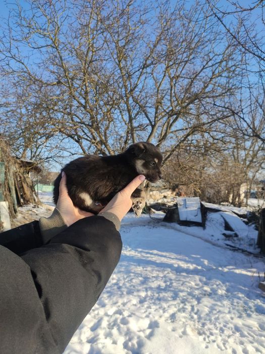Шукає домівку собачка-дівчинка