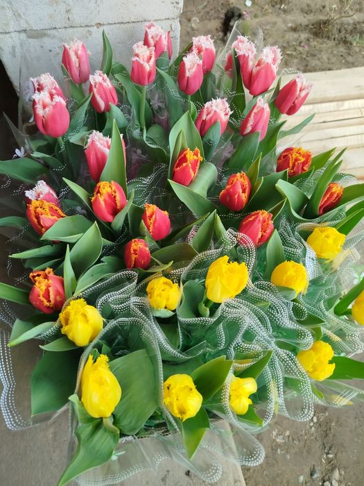 Тюльпан в горщику