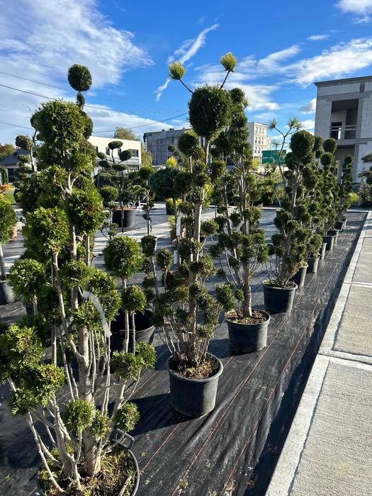 Krzewy formowane - Bonsai