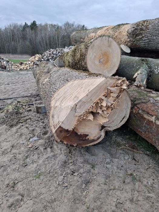 Sprzedam Kłody klonu