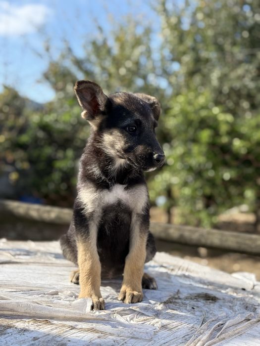 Cachorra Pastor Alemão