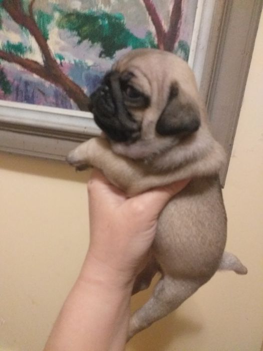 Неймовірні цуценята