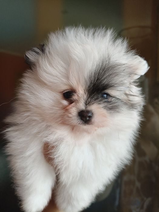 Lulu da Pomerânia menino mini