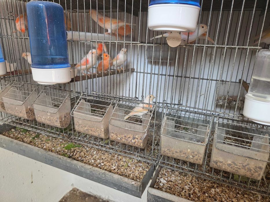 Canários mosaicos vermelhos e variáveis