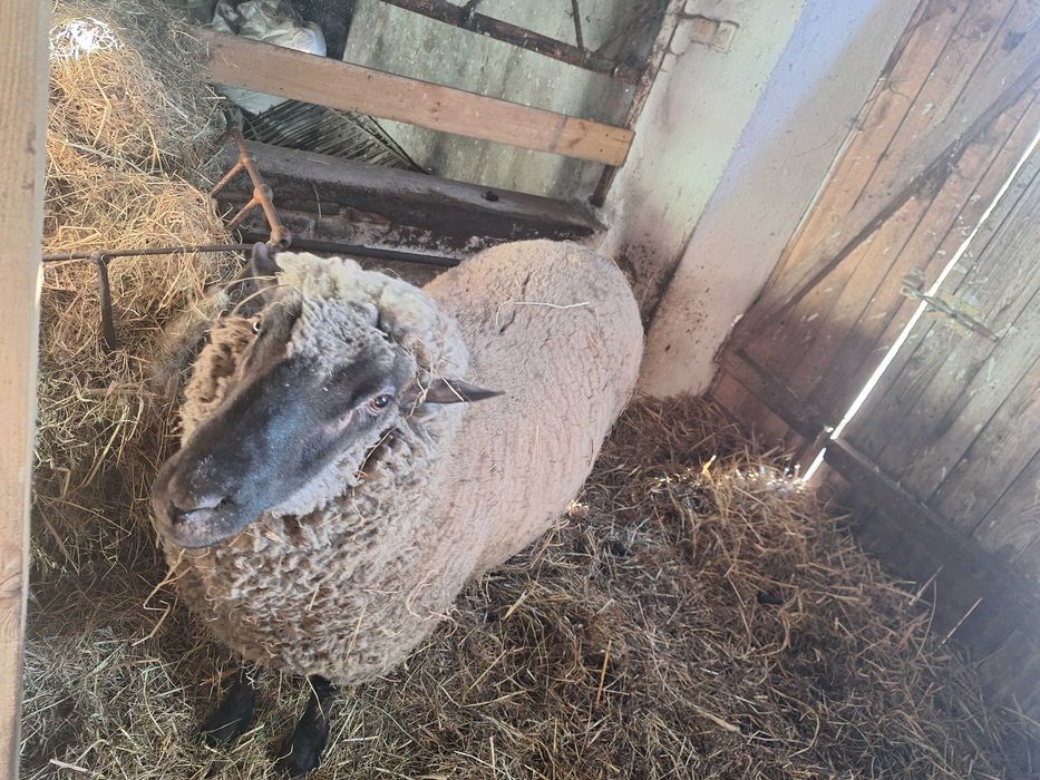 Owce sprzedam stado 11 sztuk