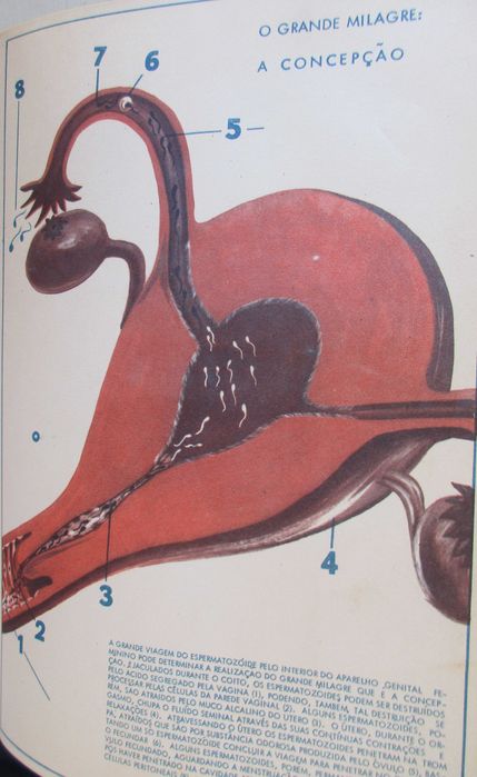 Enciclopédia da Educação Sexual - - - - - 3 X Enciclopédia