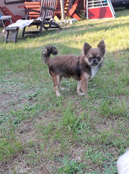 Chihuahua suczka, piesek odchowane 7 miesięczne piękne