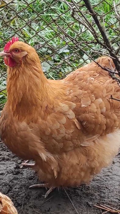 Продам курей Орпінгтонів і інкубаційних яєць.