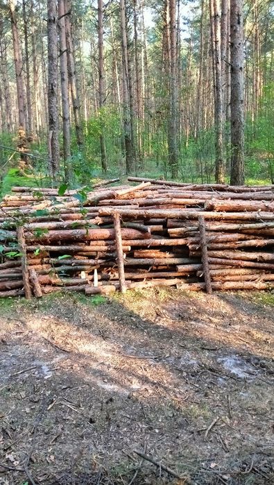 Drewno opałowe sosna