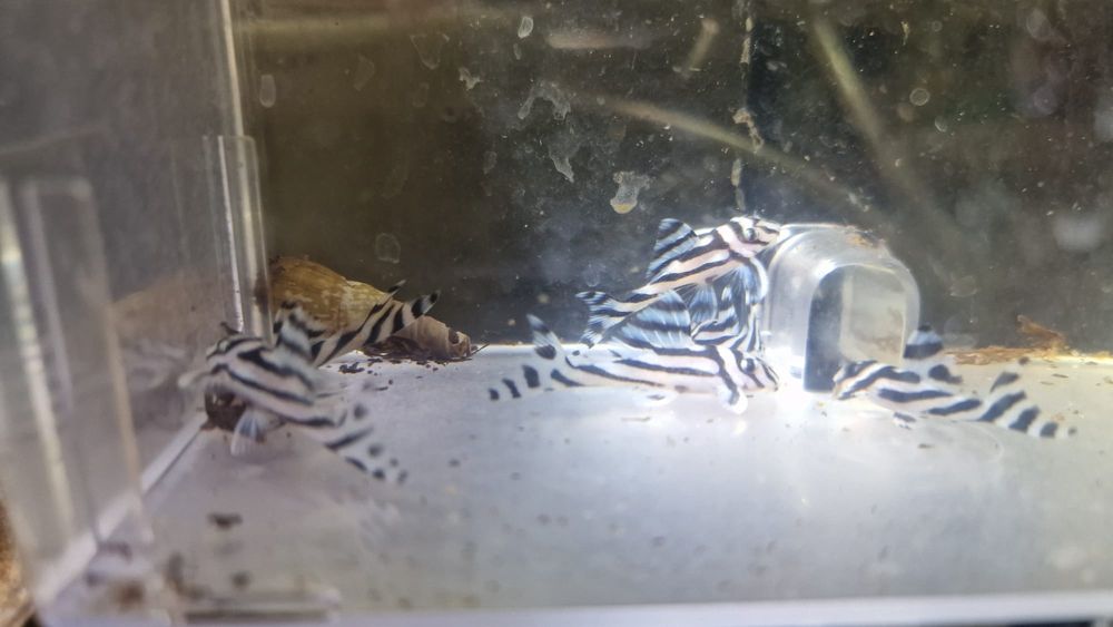 Hypancistrus Zebra L046