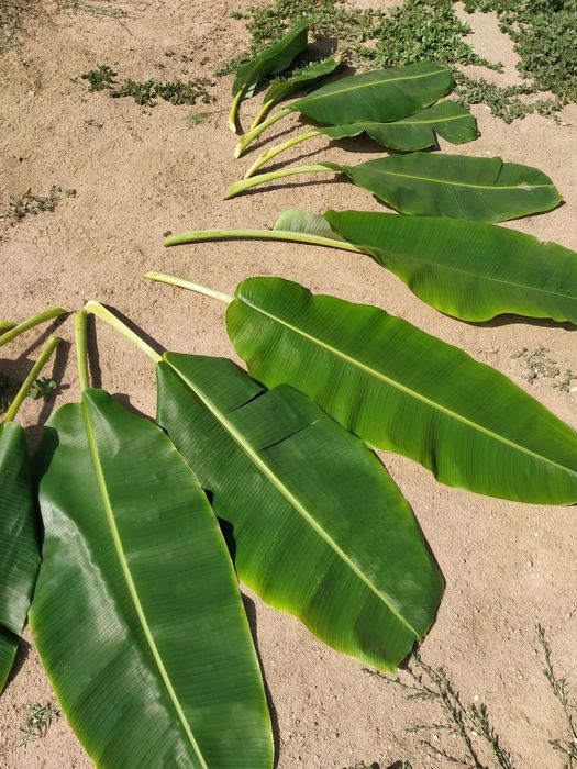 Folhas de bananeira