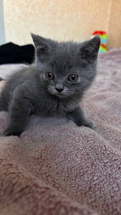 Шотландські прямовухі кошенята