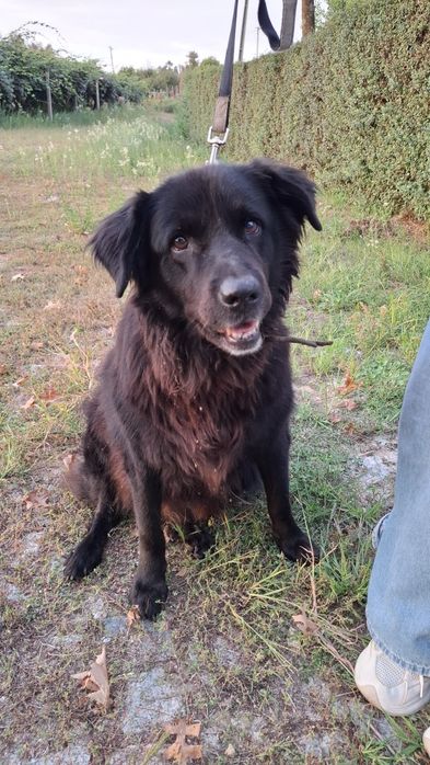 Cadelinha para adopção responsável