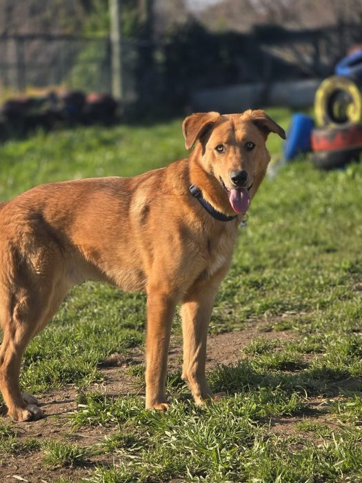 Baboo & Marley, irmãos com 2 anos para adoção responsável