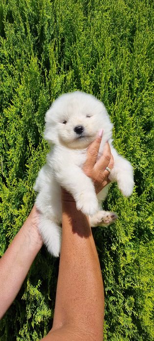 Piekna suczka Samojed