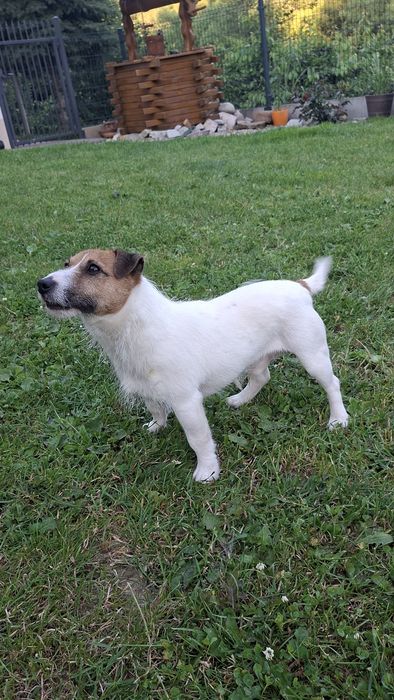 Pies Jack Russel Terier