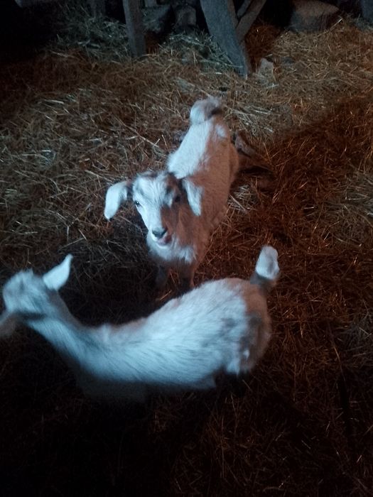 Козинята місяць ще п'ють молоко вже посуця їдять сіно  козлики від
