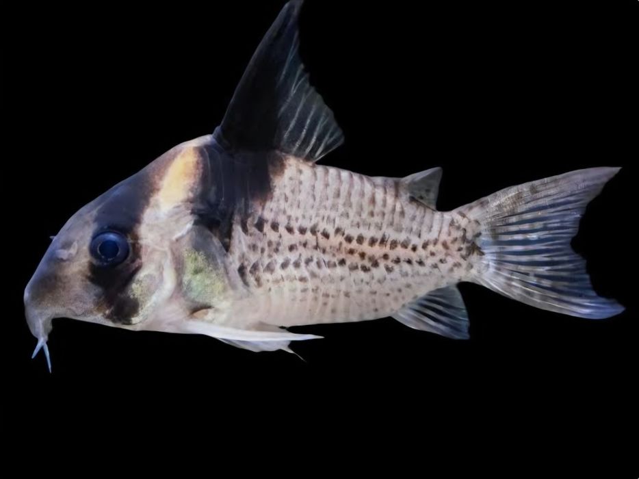 Kiryski CW027 – Corydoras brevirostris