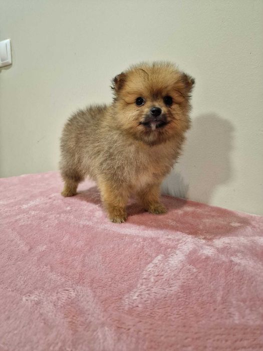 Sptiz Alemão Anão/Lulu da Pomerânia