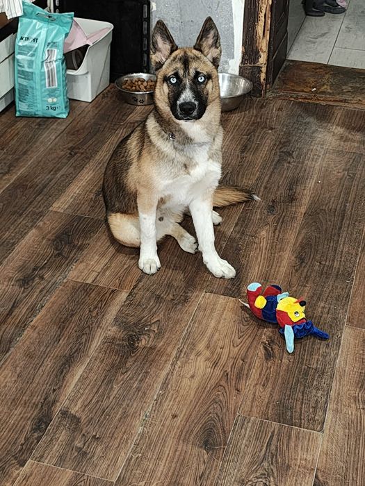 7 miesięczny piesek